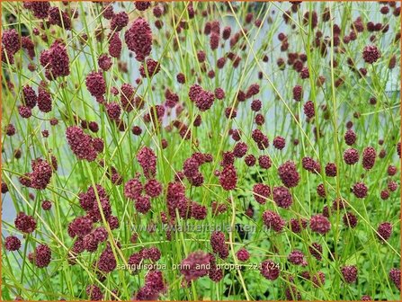 Sanguisorba &#039;Prim and Proper&#039; | Pimpernel, Sorbenkruid | Wiesenknopf