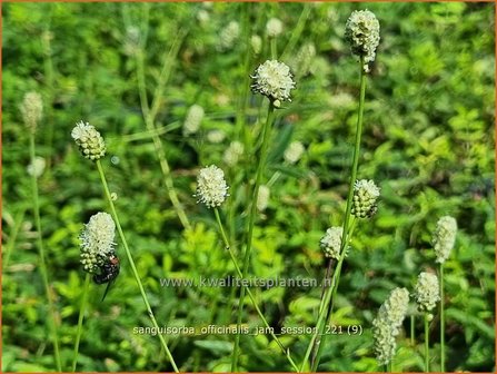 Sanguisorba officinalis &#039;Jam Session&#039; | Grote pimpernel, Sorbenkruid, Pimpernel | Gro&szlig;er Wiesenknopf