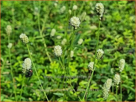 Sanguisorba officinalis &amp;#39;Jam Session&amp;#39; | Grote pimpernel, Sorbenkruid, Pimpernel | Gro&szlig;er Wiesenknopf