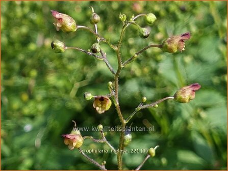 Scrophularia nodosa | Knopig helmkruid, Helmkruid | Knotige Braunwurz | Knotted Figwort