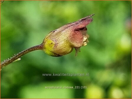 Scrophularia nodosa | Knopig helmkruid, Helmkruid | Knotige Braunwurz | Knotted Figwort