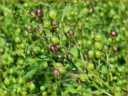 Scrophularia nodosa | Knopig helmkruid, Helmkruid | Knotige Braunwurz | Knotted Figwort