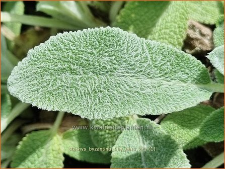 Stachys byzantina &#039;Tiny Ears&#039; | Ezelsoor, Berenoor, Andoorn | Wollziest