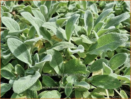 Stachys byzantina &#039;Tiny Ears&#039; | Ezelsoor, Berenoor, Andoorn | Wollziest