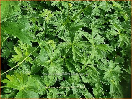 Trollius &amp;#39;Orange Globe&amp;#39; | Globebloem, Kogelbloem | Trollblume