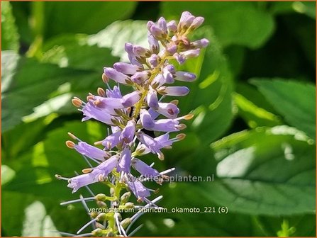 Veronicastrum sibiricum &#039;Okamoto&#039; | Zwarte ereprijs, Virginische ereprijs | Asiatischer Kandelaberehrenpreis