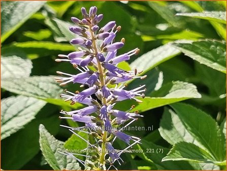 Veronicastrum sibiricum &amp;#39;Okamoto&amp;#39; | Zwarte ereprijs, Virginische ereprijs | Asiatischer Kandelaberehrenpreis