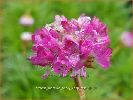 Armeria maritima &amp;#39;Armada Deep Rose&amp;#39; | Engels gras | Strand-Grasnelke