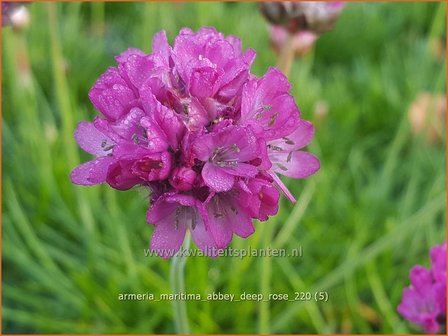 Armeria maritima &amp;#39;Armada Deep Rose&amp;#39; | Engels gras | Strand-Grasnelke