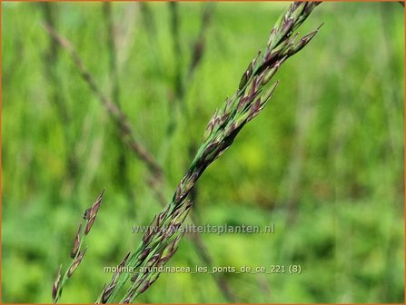 Molinia arundinacea &#039;Les Ponts de C&eacute;&#039; | Pijpenstrootje | Hohes Pfeifengras