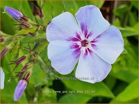 Phlox &#039;Flame Pro Light Blue&#039; | Hoge vlambloem, Vlambloem, Flox, Floks | Hohe Flammenblume