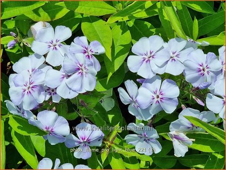 Phlox &#039;Flame Pro Light Blue&#039; | Hoge vlambloem, Vlambloem, Flox, Floks | Hohe Flammenblume