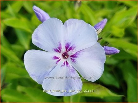 Phlox &#039;Flame Pro Light Blue&#039; | Hoge vlambloem, Vlambloem, Flox, Floks | Hohe Flammenblume