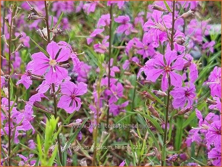 Lythrum virgatum &#039;Hel&egrave;ne&#039; | Fijne kattenstaart, Kattenstaart | Ruten-Weiderich | Wand Loosestrife