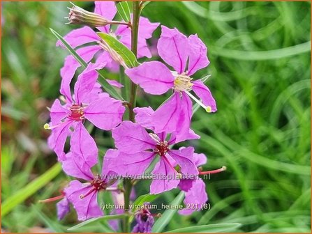 Lythrum virgatum &#039;Hel&egrave;ne&#039; | Fijne kattenstaart, Kattenstaart | Ruten-Weiderich | Wand Loosestrife
