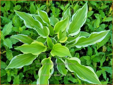 Hosta &#039;So Sweet&#039; | Hosta, Hartlelie, Funkia | Funkie