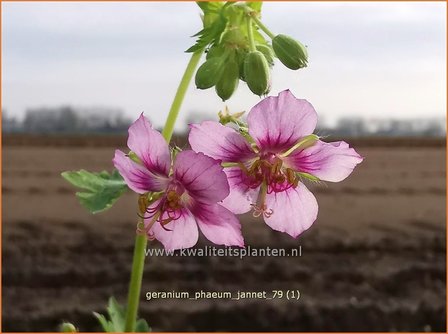 Geranium phaeum 'Album' | Donkere ooievaarsbek, Ooievaarsbek, Tuingeranium | Brauner Storchschnabel