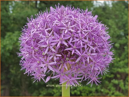 Allium &#039;Globemaster&#039; | Reuzenlook, Sierui, Look | Lauch