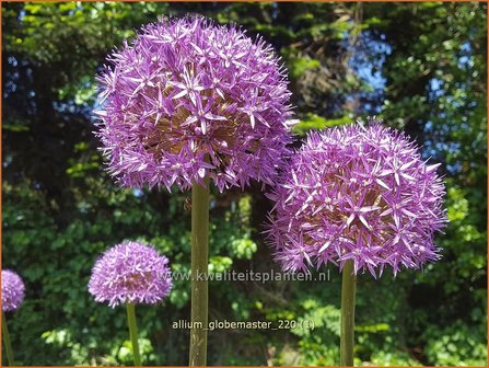Allium 'Globemaster' | Reuzenlook, Sierui, Look | Lauch