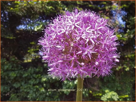 Allium 'Globemaster' | Reuzenlook, Sierui, Look | Lauch
