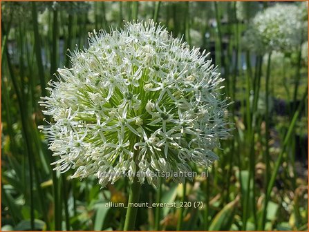 Allium 'Mount Everest' | Reuzenlook, Sierui, Look | Lauch