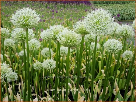 Allium 'Mount Everest' | Reuzenlook, Sierui, Look | Lauch