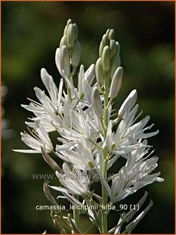 Camassia leichtlinii 'Alba' | Prairielelie