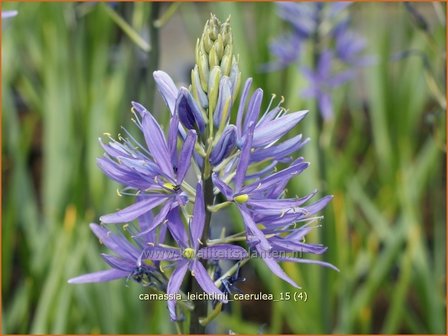 Camassia leichtlinii &#039;Caerulea&#039; | Prairielelie, Indianenlelie