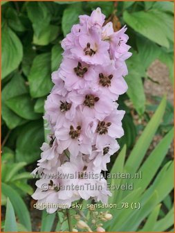 Delphinium &#039;Sky Sensation&#039; | Ridderspoor | Rittersporn