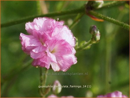 Gypsophila paniculata &#039;Flamingo&#039; | Gipskruid, Pluimgipskruid