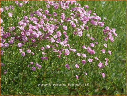 Gypsophila paniculata &#039;Flamingo&#039; | Gipskruid, Pluimgipskruid