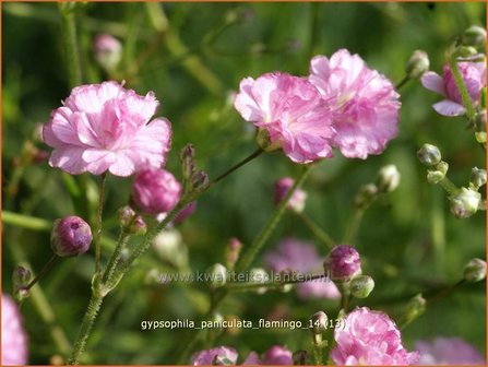 Gypsophila paniculata &#039;Flamingo&#039; | Gipskruid, Pluimgipskruid