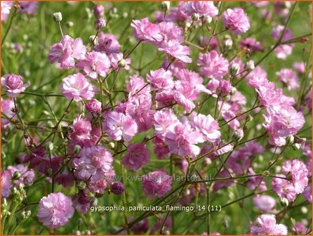 Gypsophila paniculata &#039;Flamingo&#039; | Gipskruid, Pluimgipskruid