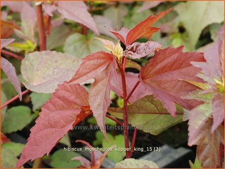 Hibiscus moscheutos 'Kopper King' | Tuinhibiscus, Altheastruik | Roseneibisch
