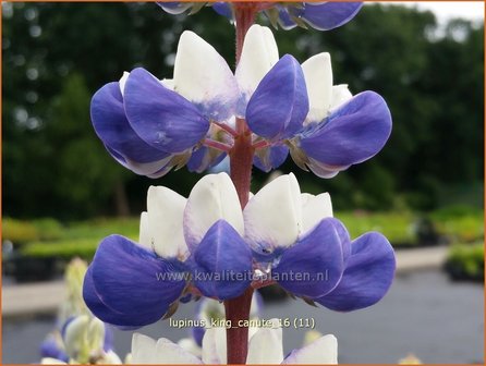 Lupinus &#039;King Canute&#039; | Lupine | Lupine