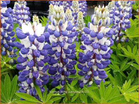 Lupinus &#039;King Canute&#039; | Lupine | Lupine