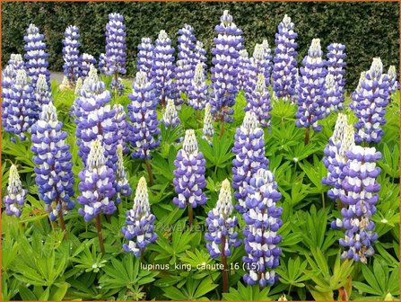 Lupinus &#039;King Canute&#039; | Lupine | Lupine