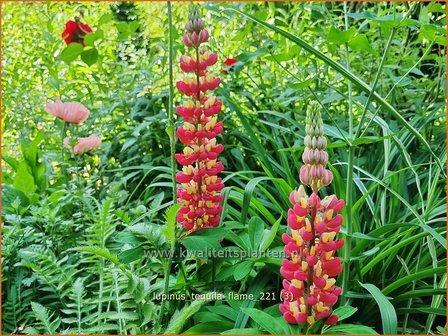 Lupinus &#039;Tequila Flame&#039; | Lupine | Lupine