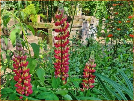 Lupinus &#039;Tequila Flame&#039; | Lupine | Lupine
