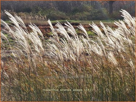 Miscanthus sinensis &#039;Adagio&#039; | Prachtriet, Chinees riet, Japans sierriet, Sierriet