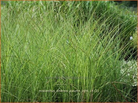 Miscanthus sinensis &#039;Autumn Light&#039; | Prachtriet, Japans sierriet, Chinees riet