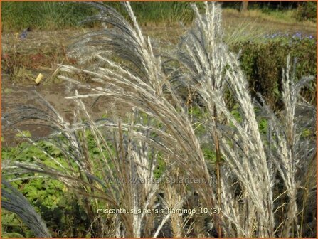 Miscanthus sinensis &#039;Flamingo&#039; | Prachtriet, Japans sierriet, Chinees riet