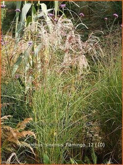 Miscanthus sinensis &#039;Flamingo&#039; | Prachtriet, Japans sierriet, Chinees riet