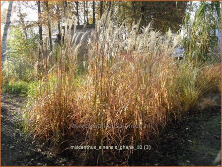 Miscanthus sinensis &#039;Ghana&#039; | Chinees prachtriet, Chinees riet, Japans sierriet, Sierriet | Chinaschilf