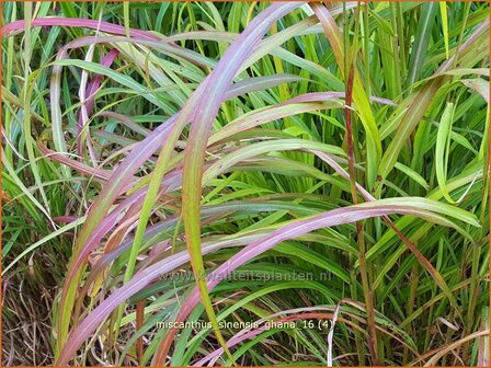 Miscanthus sinensis &#039;Ghana&#039; | Chinees prachtriet, Chinees riet, Japans sierriet, Sierriet | Chinaschilf