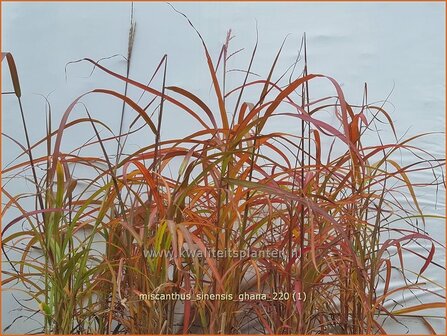 Miscanthus sinensis &#039;Ghana&#039; | Chinees prachtriet, Chinees riet, Japans sierriet, Sierriet | Chinaschilf