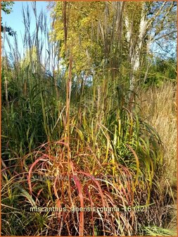Miscanthus sinensis &#039;Ghana&#039; | Chinees prachtriet, Chinees riet, Japans sierriet, Sierriet | Chinaschilf