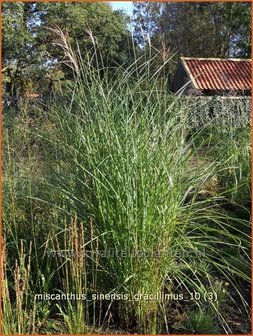 Miscanthus sinensis &#039;Gracillimus&#039; | Prachtriet, Japans sierriet, Chinees riet