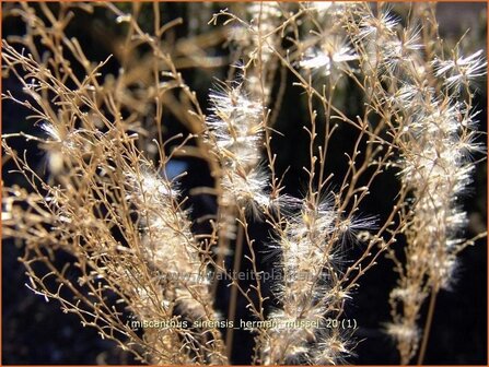 Miscanthus sinensis &#039;Hermann Muessel&#039; | Prachtriet, Japans sierriet, Chinees riet