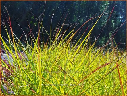 Miscanthus sinensis &#039;Ibiza&#039; | Chinees prachtriet, Chinees riet, Japans sierriet, Sierriet | Chinaschilf